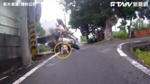 影／右轉見有車阿伯嚇一跳跌進水溝　短腿柯基迅速跳車逃跑